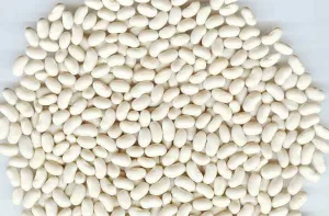 Rainy Day Foods Gluten-Free Small White Navy Beans 50 lbs Bag - 212 Servings
